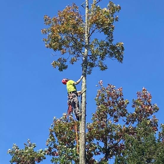 รับตัดต้นไม้