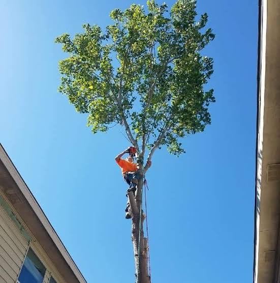 ปรับปรุงภูมิทัศน์