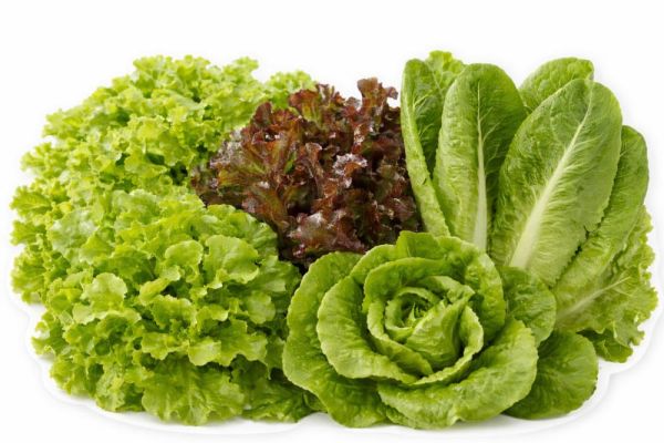 ผักสลัด รวม