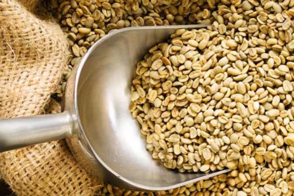 สารกาแฟ : ดอยอินทนนท์ | Honey process